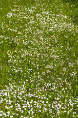 Daisy flowers on a sunny meadow