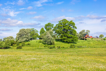 Beautiful summer landscape in the countryside