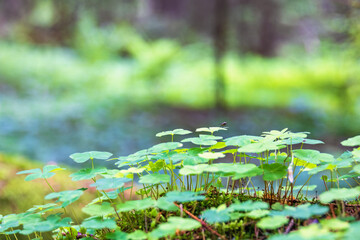 Wood sorrel leaves in a woodland - 791339458