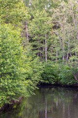 Stream in a deciduous forest in the summer