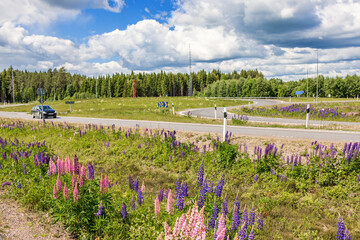 Roundabout in the countryside with blooming lupines in the ditch