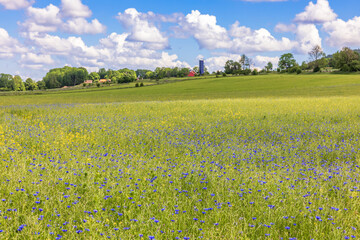 Flowering Cornflowers at a field in the countryside