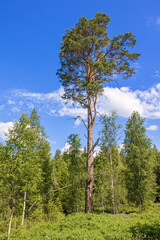 Tall pine tree in a forest in summer