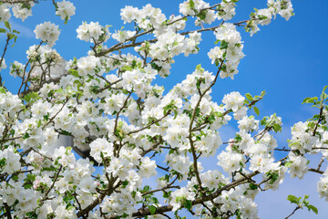 Apple tree branches with white flowers in spring