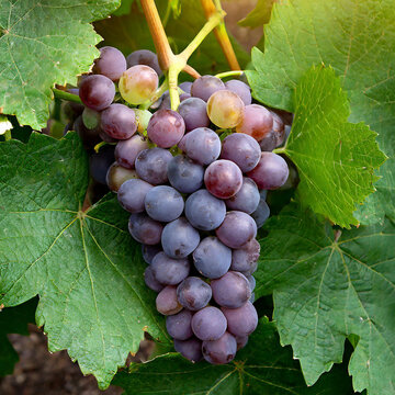 A cluster of ripe grapes nestled in a bed of green leaves. 