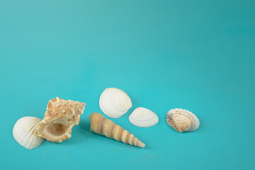 Blue background with several light seashells