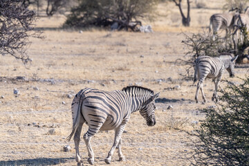 A telephoto shot of a Burchell's Plains zebra -Equus quagga burchelli- on the plains of Etosha National Park, Namibia.