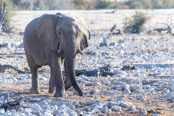 Telephoto shot of one African Elephant -Loxodonta Africana- approaching a waterhole in Etosha National Park, Namibia.