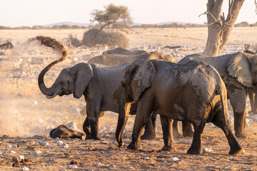 A group pf elephants covering themselves in dirt after having taken a bath in a waterhole. Etosha National Park, Namibia.