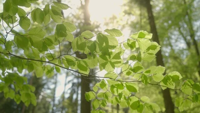 Green leaves of trees rustle in the wind on a sunny day in the forest. Spring awakening nature in full force