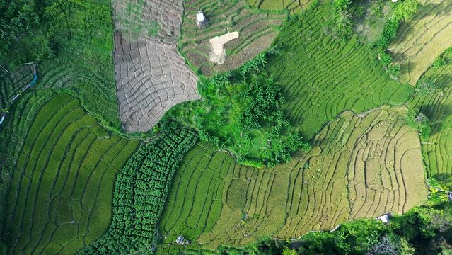 Aerial drone landscape over grassland crops rice fields plantations for farming agriculture business in Ella Sri Lanka travel tourism Asia nature