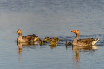Parents Greylag Goose (Anser anser) out with their young goslings at sunset. Gelderland in the Netherlands.           
