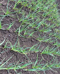 Beds of garlic in dry ground.