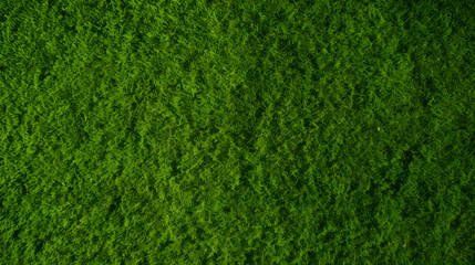 Fototapeta premium Green grass top view background