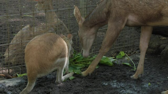 Red-necked wallabie and deer peacefully sharing a meal of a bunch of greens.