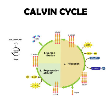 Calvin Cycle Photosynthesis. calvin cycle in chloroplast.
