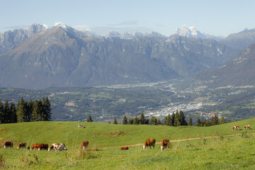Some cows in a wide pasture in Cansiglio area in Italy, Dolomites as background