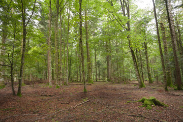 Inside a typical birch forest of the Italian Alps