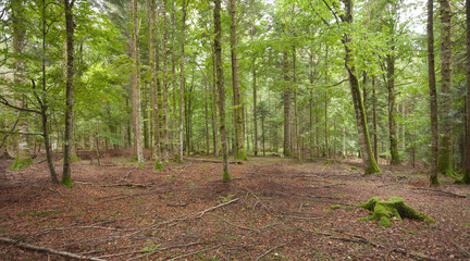 Inside a typical birch forest of the Italian Alps