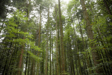 Fototapeta na wymiar Inside a typical birch forest of the Italian Alps