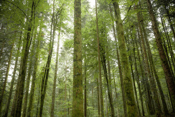 Fototapeta premium Inside a typical birch forest of the Italian Alps