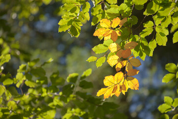 foliage inside an Italian forest at fall
