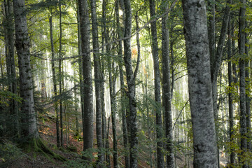 Inside a typical birch forest of the Italian Alps