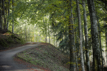 A dirt road inside a birch forest of the Italian Alps