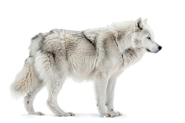 Alusky isolated on white