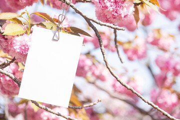 환상적인 겹벚꽃 배경과 카드 목업