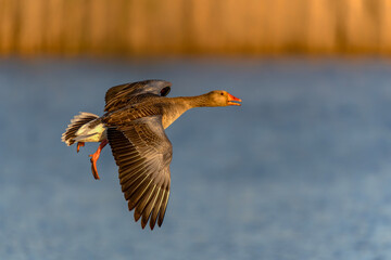 Greylag Goose (Anser anser) in flight. Landing on the water. Gelderland in the Netherlands.    