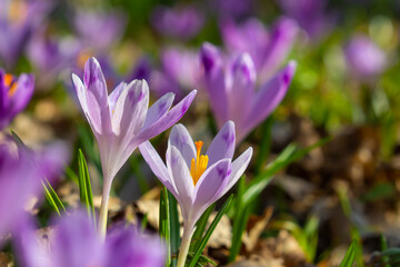 Fototapeta premium Close up detail with a Crocus heuffelianus or Crocus vernus spring giant crocus. purple flower blooming in the forest