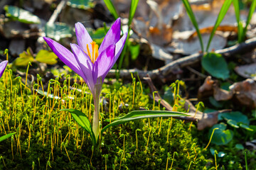 Close up detail with a Crocus heuffelianus or Crocus vernus spring giant crocus. purple flower...
