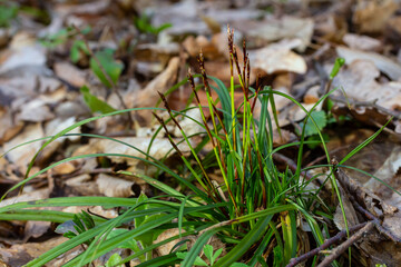 Sedge hairy blossoming in the nature in the spring.Carex pilosa. Cyperaceae Family