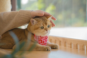 pet care concept with hand of owner touch on head of british cat in cat house