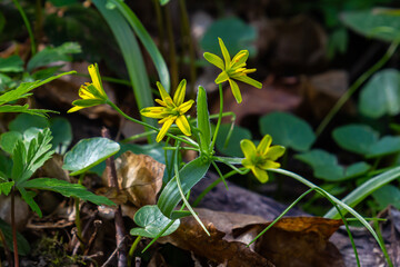 Early spring plant Gagea lutea blooms in the wild in the woods