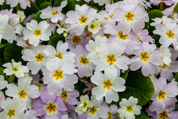 Primrose, primula vulgaris flowers in spring garden
