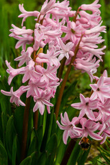 Pink Hyacinthus in a garden. Traditional spring flower