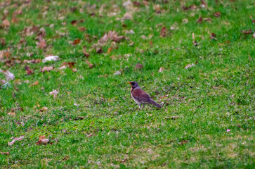 A thorny thrush also known as Turdus pilaris is perched on green grass, enjoying spring, looking left. Side view, close up.