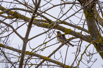 A thorny thrush also known as Turdus pilaris is perched on a branch, looking to the left. Side bottom view. 