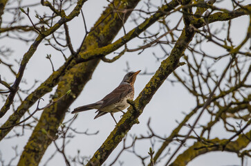 A thorny thrush also known as Turdus pilaris is perched on a branch, looking to the top right, illuminated by the sun. Side view, close up.