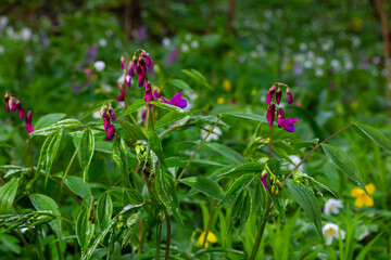 Flowers of spring vetchling Lathyrus vernus plant in wild nature. May