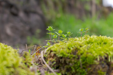 the bud of early spring. green moss on the stone.