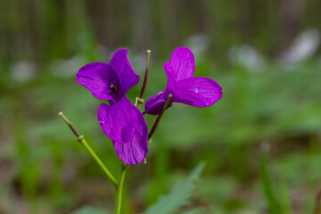 Dentaria glandulosa. Purple flowers in the spring forest