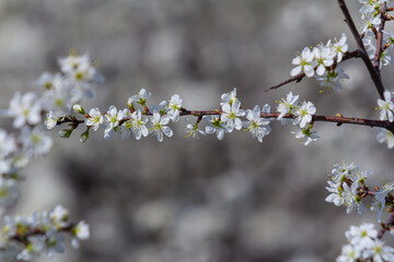 Prunus spinosa, called blackthorn or sloe, is a species of flowering plant in the rose family Rosaceae. Prunus spinosa, called blackthorn or sloe tree blooming in the springtime - obrazy, fototapety, plakaty