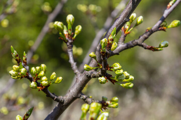 Buds prunus avium, commonly called wild cherry, sweet cherry, gean, or bird cherry. Budbreak. Springtime