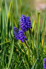Blue buds flowers Muscari armeniacum or Grape Hyacinth. Viper bow