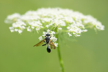 A Mexican Grass carrying Wasp feeding on a flower