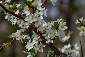 White plum blossom, beautiful white flowers of prunus tree in city garden, detailed macro close up...