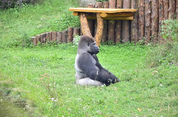 Gorilla in the zoo